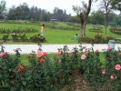 zakir-rose-garden-chandigarh