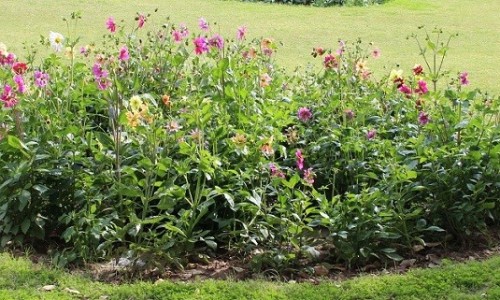 dahlia-garden-chandigarh-sector-36-nature