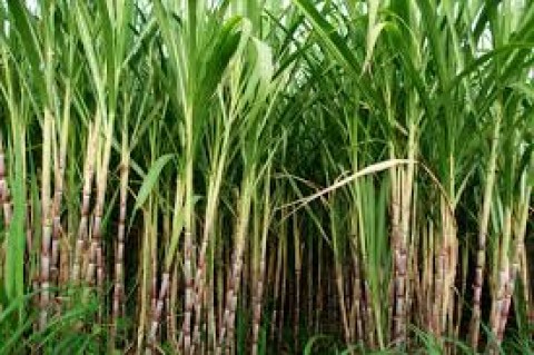 Punjab Government Gave Final Consent To Bailout Package For Sugar Mills