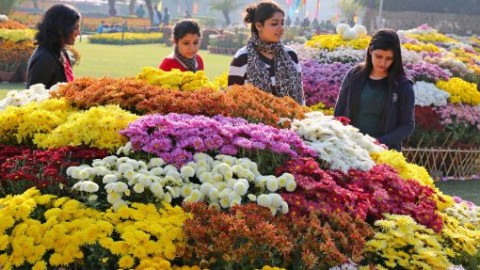 At Terraced Garden, Chandigarh Chrysanthemum Flower Show 2016