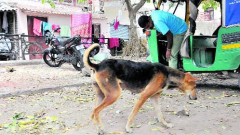 Stray Dogs  Bite Gets Deadly Total 69 Hurt In Chandigarh