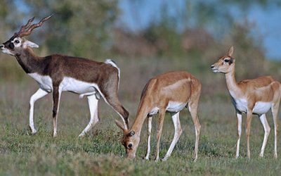 Animal-greetings2-500x400