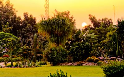 Cactus Garden Cactus Garden
