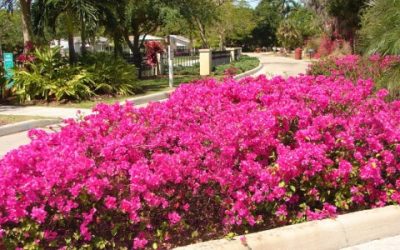 bougainvillae-gardenII-500×300 bougainvillae-gardenII-500x300