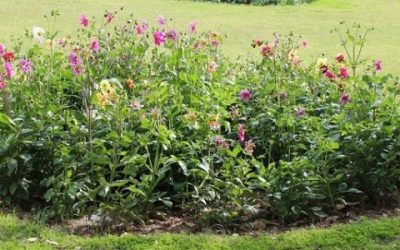 dahlia-garden-chandigarh-sector-36-nature-500×300 dahlia-garden-chandigarh-sector-36-nature-500x300