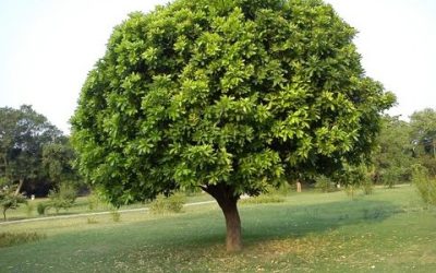 hisbus-garden-500×300 hisbus-garden-500x300