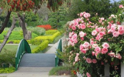 rose-garden-chandigarh-500×300 rose-garden-chandigarh-500x300