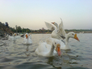 Sukhna-Lake-Chandigarh (1)